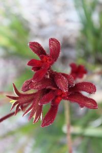 Close-up of red flowering plant