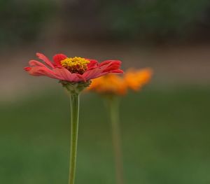 Close-up of orange flower