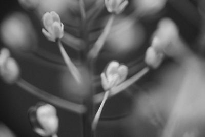 Close-up of flowering plant