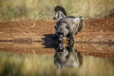 Close-up of an animal