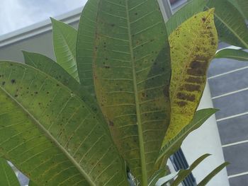 Close-up of green leaves