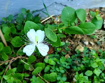 High angle view of white flowering plant