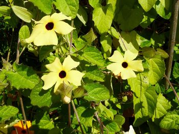 Close-up of yellow flowers