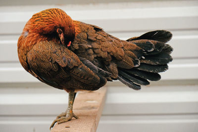 Close-up of a bird