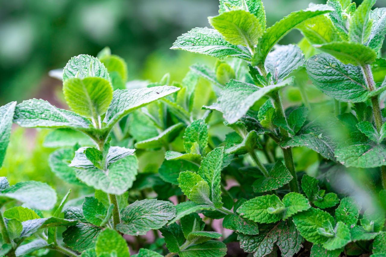 CLOSE-UP OF FRESH GREEN PLANT LEAVES ON FIELD