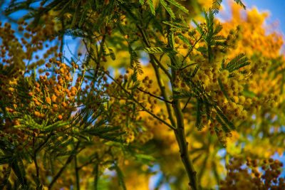 Low angle view of flower tree