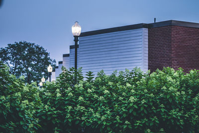 Low angle view of tree and building against sky