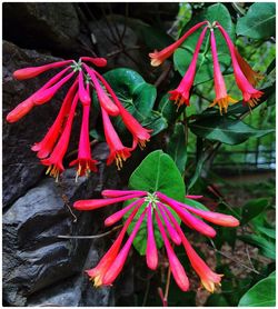 Close-up of red flower