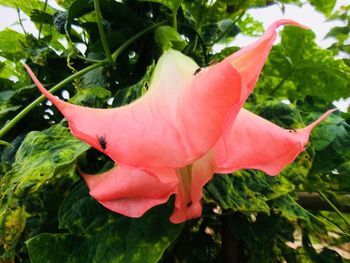 Close-up of pink hibiscus blooming outdoors