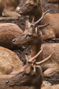 Photo of deer in herd