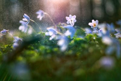 Close-up of purple flowering plant on field