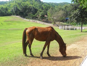 Horse standing in ranch