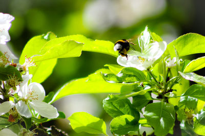 Close-up of bee pollinating on flower