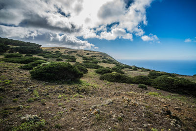 Scenic view of bushes growing on mountain against sky