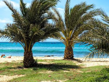 Palm trees on beach against sky