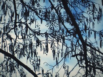 Low angle view of tree against sky