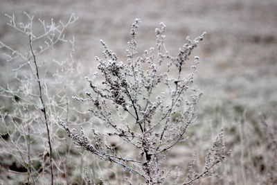 Close-up of frozen plant on field