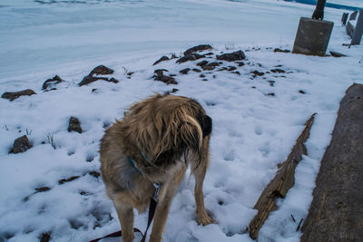 Dog standing on snow field