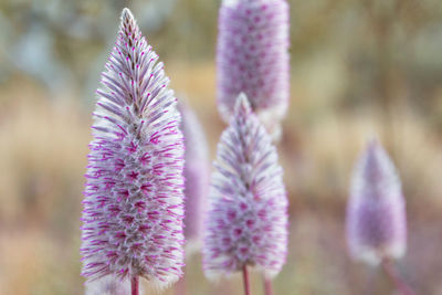 Close-up of purple flowering plant on field