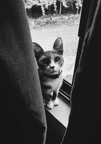 Portrait of cat sitting on sofa at home