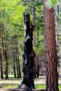 Trees in forest