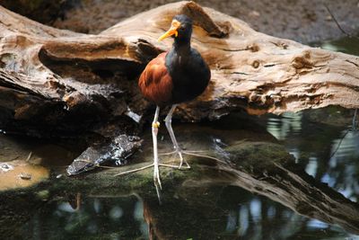 Bird perching on rock in lake