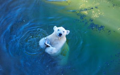 High angle view of dog swimming in water