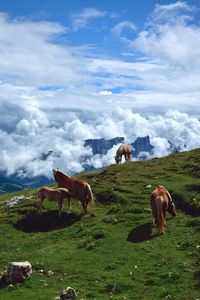 Horses grazing in a field