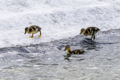 Sheep in water