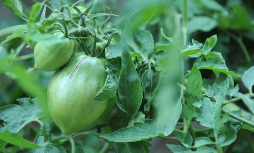 Close-up of fruit growing on plant