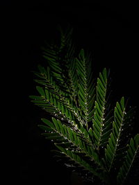 Close-up of fresh green plant against black background
