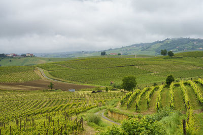 Scenic view of agricultural field against sky