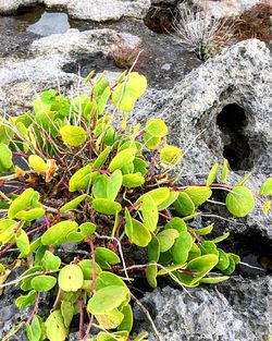 High angle view of plants growing on rocks