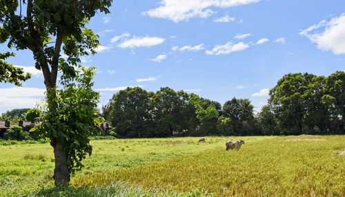 Scenic view of agricultural field against sky