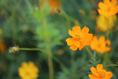 Close-up of orange cosmos flower