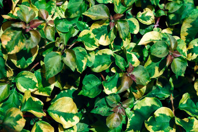 Full frame shot of plants