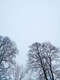 Low angle view of bare tree against clear sky