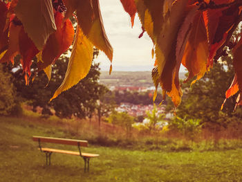 Autumn leaves on field