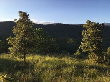 Trees on field against sky