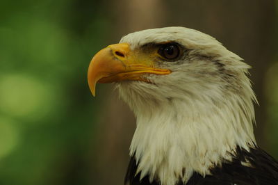 Close-up of bald eagle