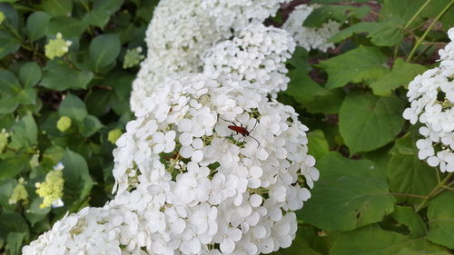 Close-up of white hydrangea blooming outdoors