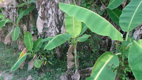 Close-up of green leaves on plant in forest