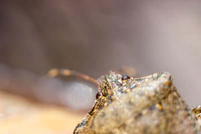 Close-up of insect on leaf