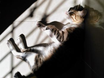 Close-up of cat lying on floor