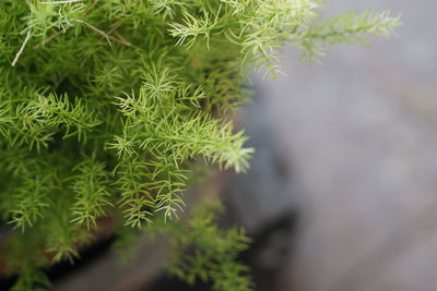Close-up of pine tree