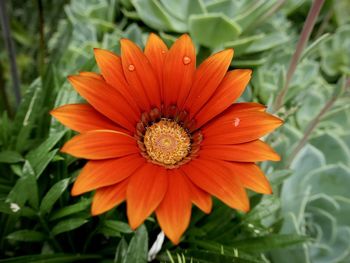 Close-up of orange flower