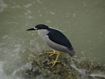 Bird perching on shore