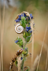 Close-up of insect on plant