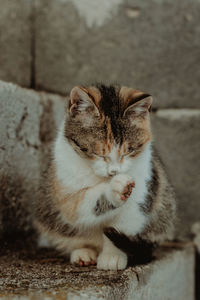 Close-up of a cat looking away