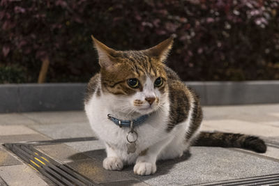 Portrait of a cat looking away